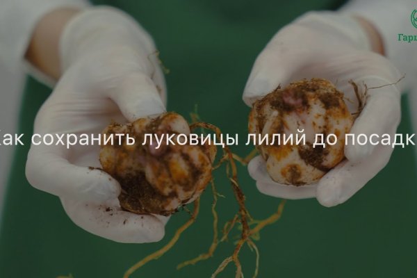 Кракен сайт дарк нет