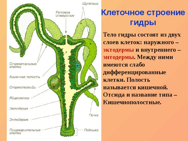 Сайт кракен зайти